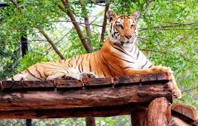 Tirupati Zoo Park,Andhra Pradesh