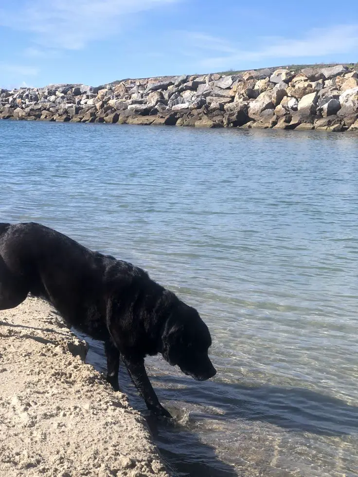 The 10 Best Dog Beaches in San Diego, California