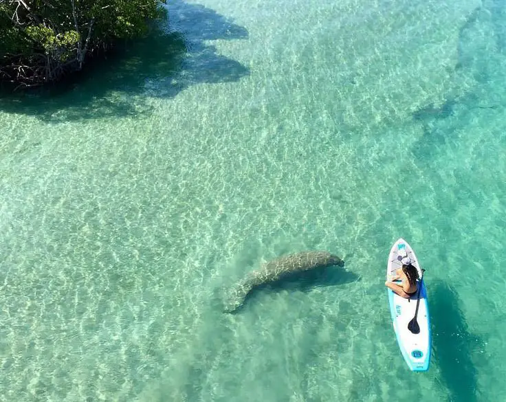 11 Best Places to Paddle With Manatees In Florida
