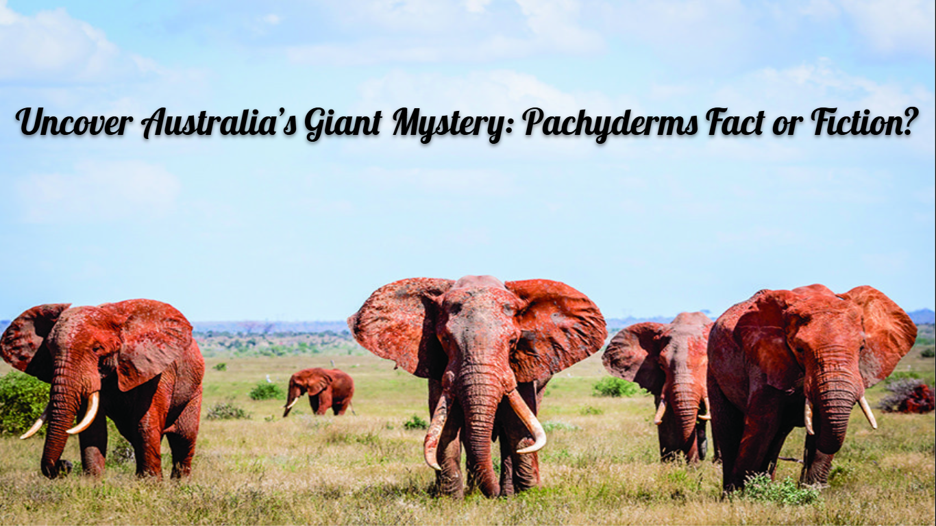 Australia’s Mysterious Pachyderms: Fact or Fiction?