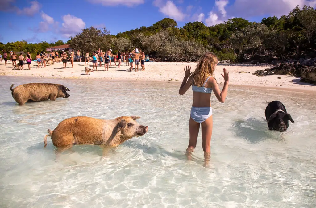 Get Your Oink On: All About Pig Beach in the Bahamas