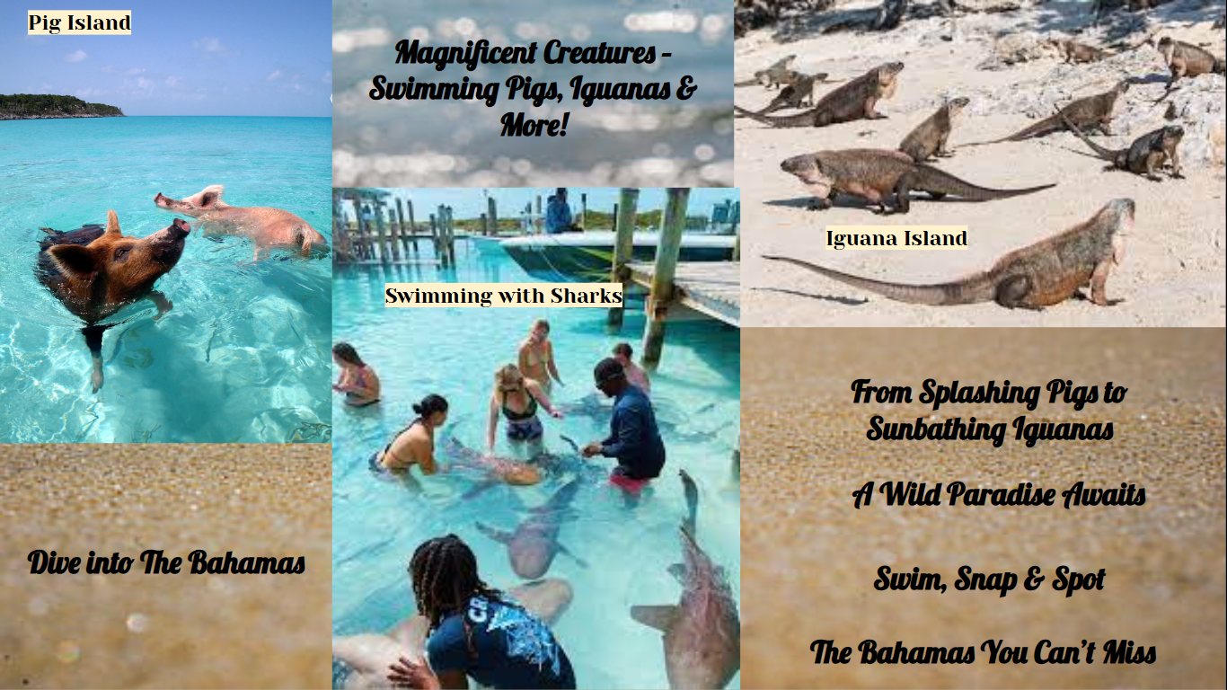 See The Magnificent Creatures Of The Bahamas: From Pigs to Iguanas