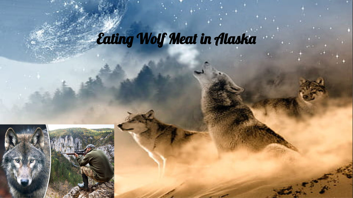 Eating Wolf Meat in Alaska