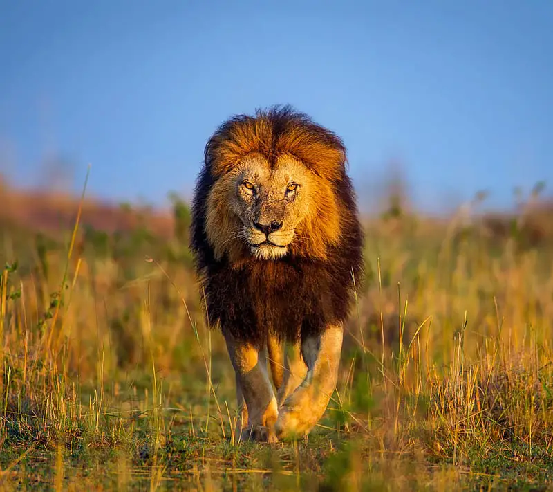 The Elusive Lions of India: Extinct or Still Roaming?