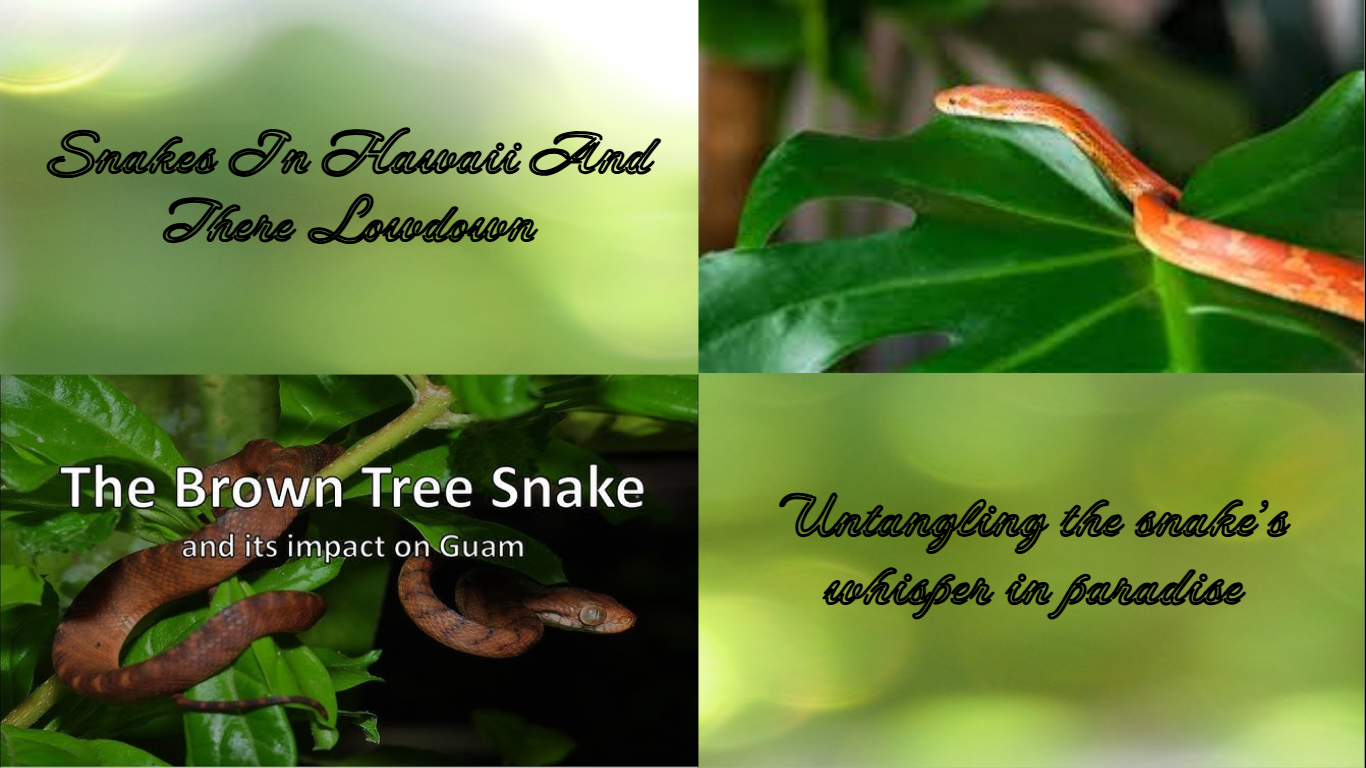 The Lowdown on Snakes in the Paradise of Hawaii