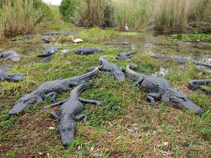 Wild Encounters: Finding Crocodiles on Florida’s Shores