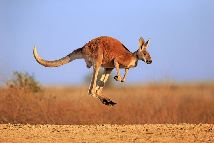 The Mystery of Kangaroos in New Zealand Finally Solved