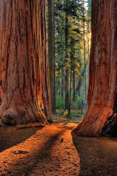  “Oregon’s Towering Giants: A Local’s Guide to 3 Scenic Spots to See Redwoods in the Beaver State”