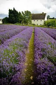 A Symphony of Purple: 10 Enchanting Oregon Lavender Farms Worth the Drive