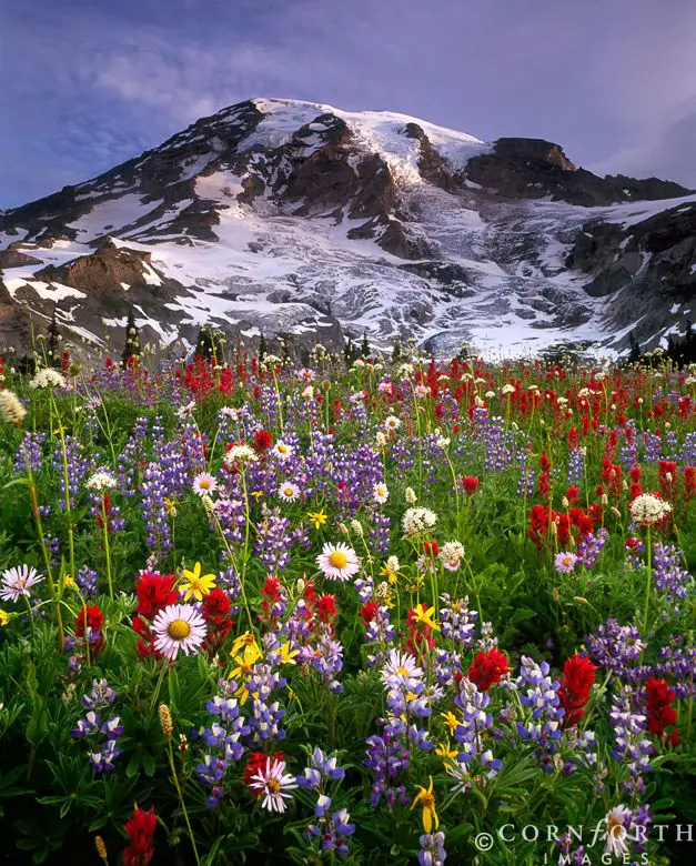 Discovering Majesty: 13 Jaw-Dropping Hikes at Mt. Rainier National Park